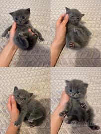 Cuccioli British Shorthair