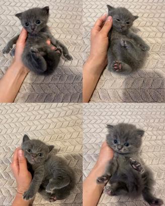 Cuccioli British Shorthair