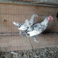 Sebright bianco e nero