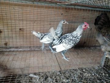 Sebright bianco e nero