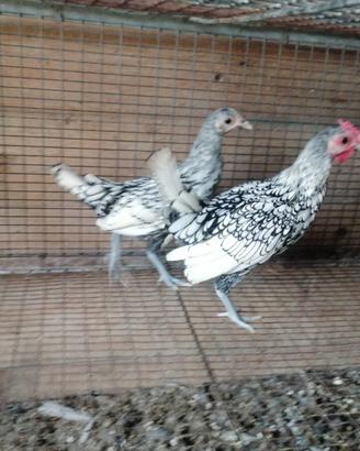 Sebright bianco e nero