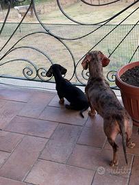 Cucciolo di bassotto focato