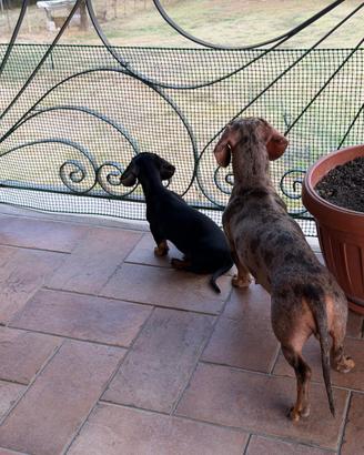 Cucciolo di bassotto focato