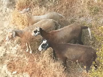 Agnello