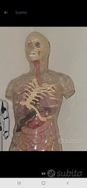 Esplorando il corpo umano 