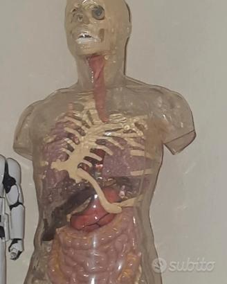 Esplorando il corpo umano 