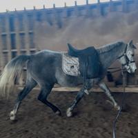 Pony Welsh