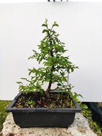 Olmo Ulmus minor 5 anni