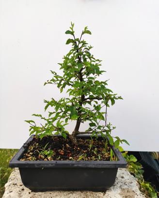 Olmo Ulmus minor 5 anni