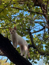Gattine di circa 3 mesi e mezzo