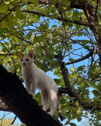 Gattine di circa 3 mesi e mezzo