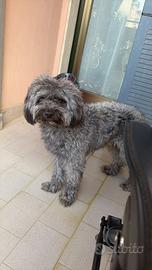 Cagnolino meticcio