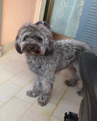 Cagnolino meticcio