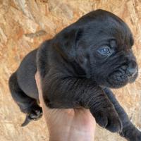 Cuccioli di cane corso