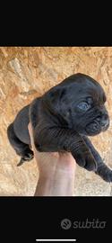 Cuccioli di cane corso