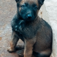 Pastore belga malinois