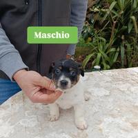 Jack Russell