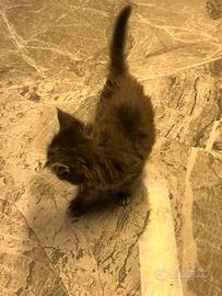 Main Coon puro Grigio