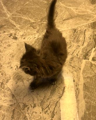 Main Coon puro Grigio