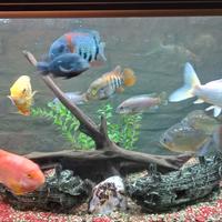Acquario Wave con pesci tropicali