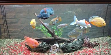 Acquario Wave con pesci tropicali