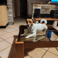 Jack russel per accoppiamento