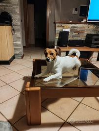 Jack russel per accoppiamento