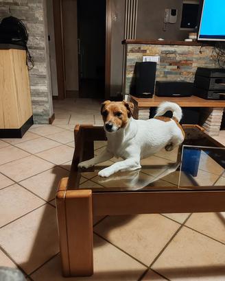 Jack russel per accoppiamento