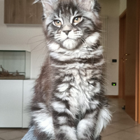 Maine Coon