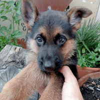 Cucciolo Pastore Tedesco