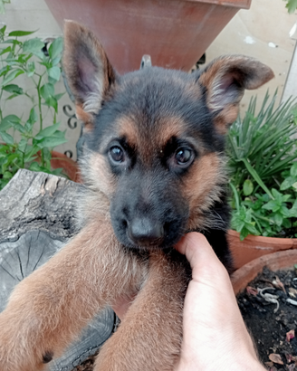 Cucciolo Pastore Tedesco