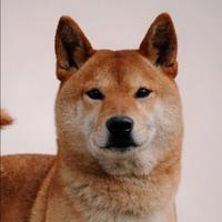 Shiba Inu femmina in adozione