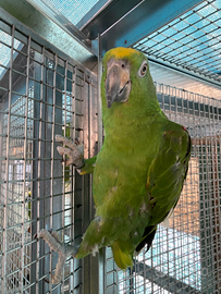 Amazzoni fronte gialla allevate a mano