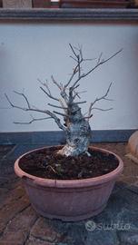 bonsai prebonsai quercia farnia, 5 anni in vaso