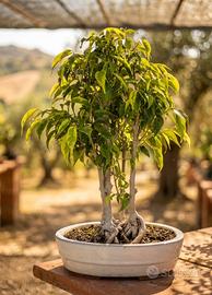 Bonsai di Bosco di 3 Ficus Golden King 42cm 18anni