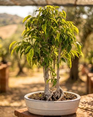 Bonsai di Bosco di 3 Ficus Golden King 42cm 18anni