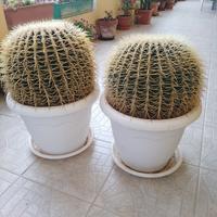 Cuscino della suocera