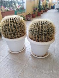 Cuscino della suocera