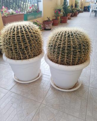 Cuscino della suocera