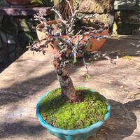 bonsai cotoneaster 