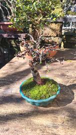 bonsai cotoneaster 