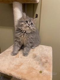 Gattino Scottish Straight