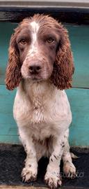 Springer spaniel inglese