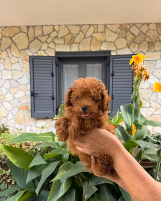 Barboncino Toy Red