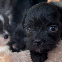 Cuccioli chihuahua