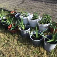 Piantine di Crassula e Aloe