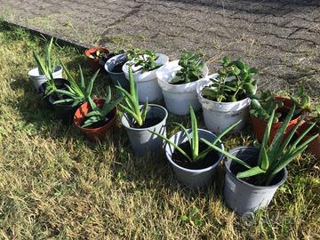 Piantine di Crassula e Aloe