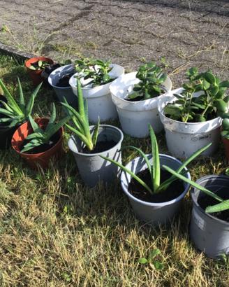 Piantine di Crassula e Aloe