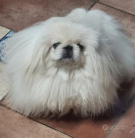 Pechinese alta genealogia