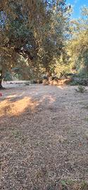 Terreno con olive